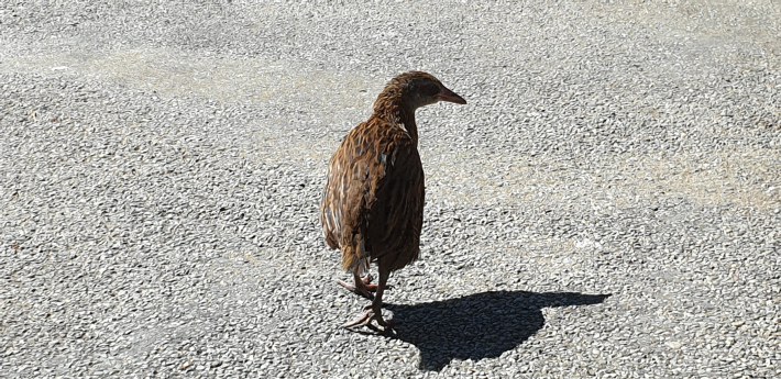 Image of what is this bird?