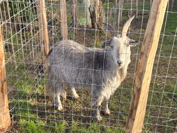 Image of littlefantfarm21dec 700