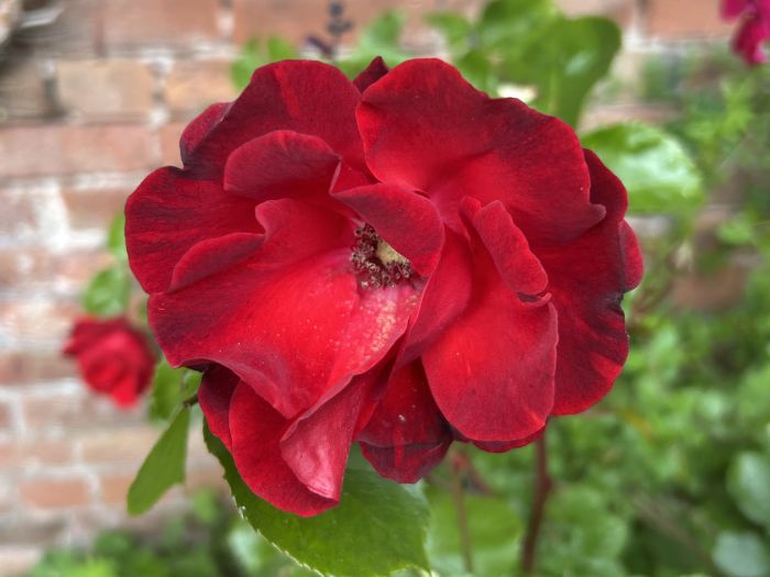 Image of flowers 2 700