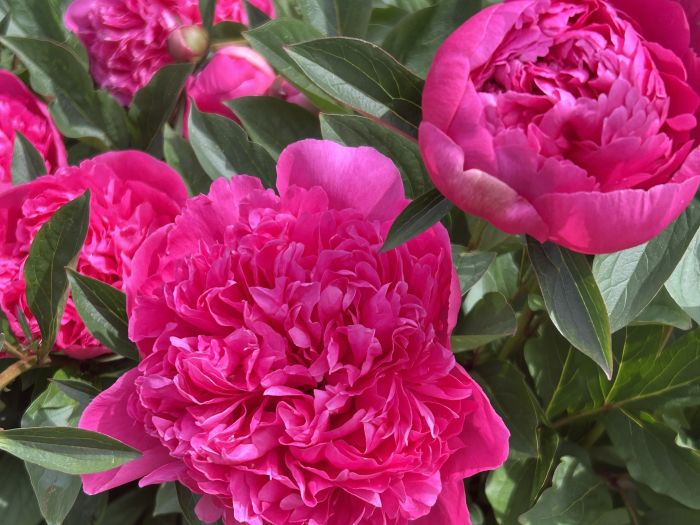 Image of flowers 3 700