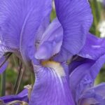 beautiful blue flowers from the gardens