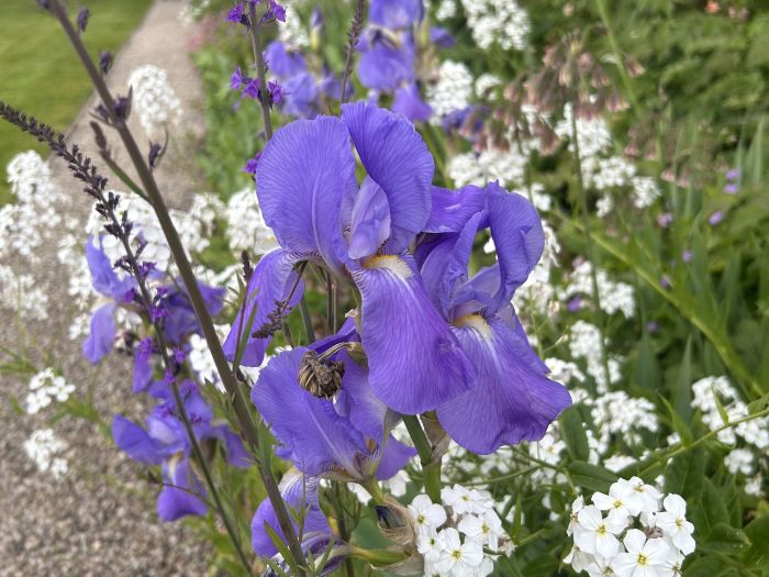 Image of flowers 4 700
